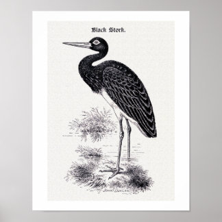 "Schwarzer Storch" Vintage-Illustration Poster