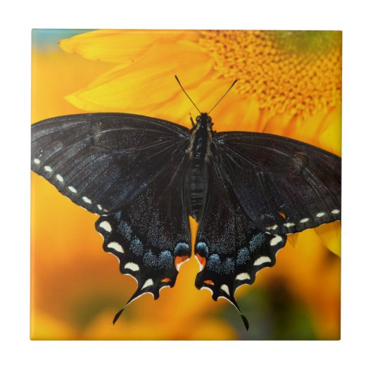 Schwarzer Tiger Fliese (Vorderseite)