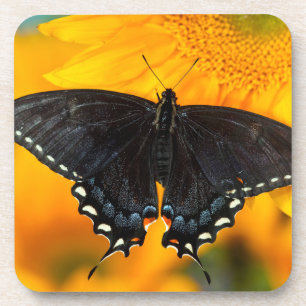 Schwarzer Tiger Getränkeuntersetzer