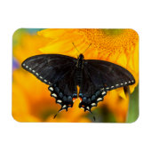 Schwarzer Tiger Magnet (Horizontal)