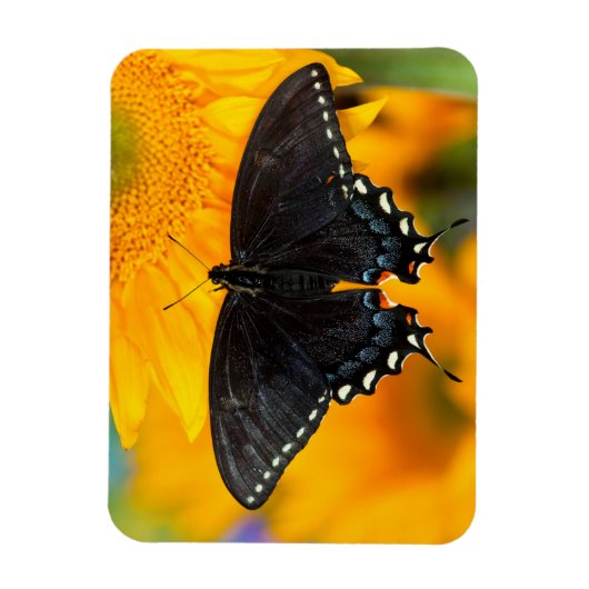 Schwarzer Tiger Magnet (Vertikal)