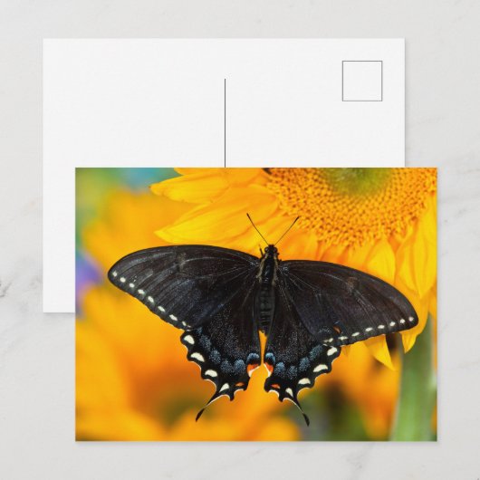 Schwarzer Tiger Postkarte (Vorne/Hinten)