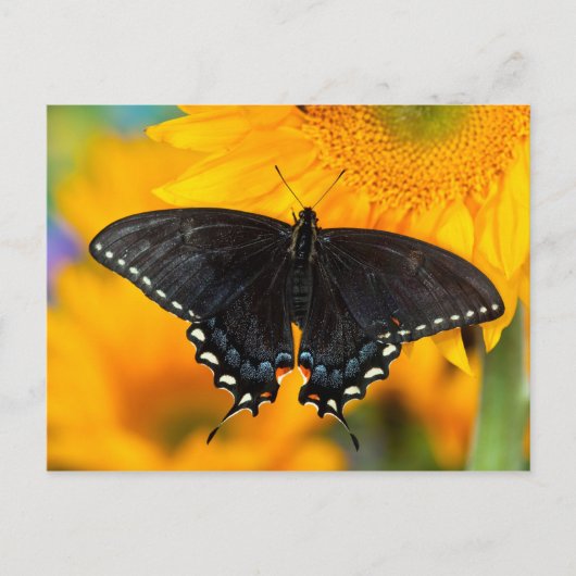 Schwarzer Tiger Postkarte (Vorderseite)