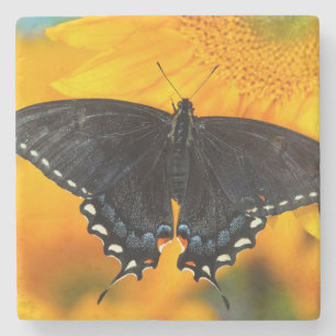 Schwarzer Tiger Steinuntersetzer