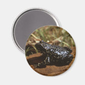 Schwarzer Toad Magnet (Vorderseite/Rückseite)