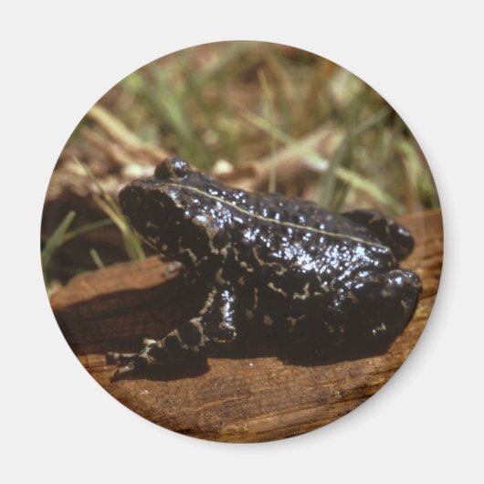 Schwarzer Toad Magnet (Vorne)
