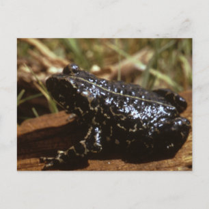 Schwarzer Toad Postkarte