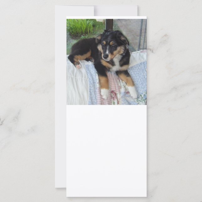 Schwarzer Tri-Welpe (Vorderseite)