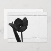 Schwarzer Tulip | Postkarte (Vorne/Hinten)