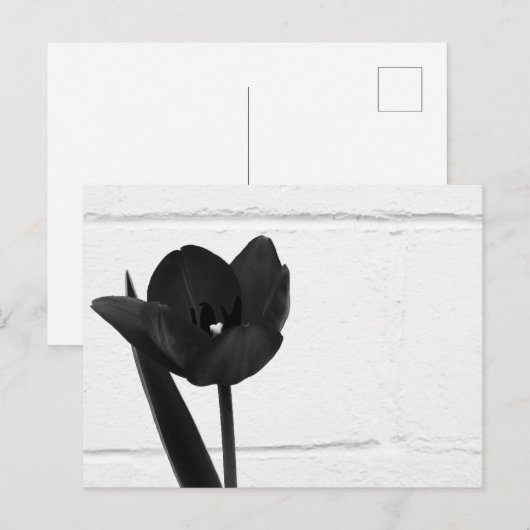 Schwarzer Tulip | Postkarte (Vorne/Hinten)