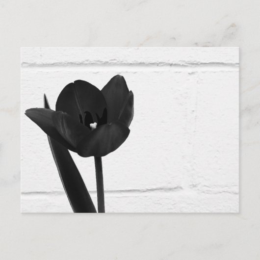 Schwarzer Tulip | Postkarte (Vorderseite)