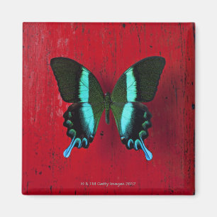 Schwarzer u. blauer Schmetterling Magnet