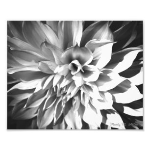 Schwarzer u. weißer Chrysantheme-Druck 8 x 10 Fotodruck
