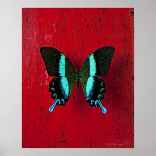 Schwarzer und blauer Schmetterling an der roten Wa Poster (Vorne)