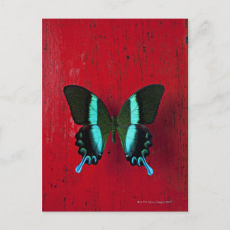 Schwarzer und blauer Schmetterling an der roten Wa Postkarte