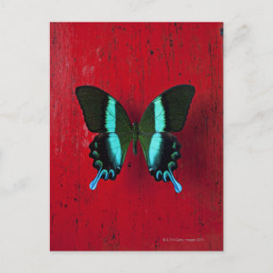 Schwarzer und blauer Schmetterling an der roten Wa Postkarte