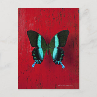 Schwarzer und blauer Schmetterling an der roten Wa Postkarte