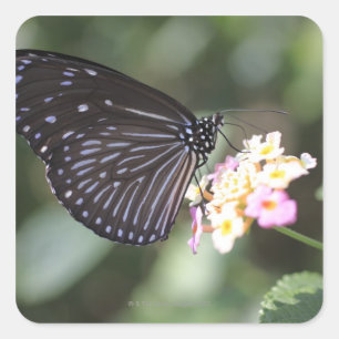 Schwarzer und blauer Schmetterling auf Blume Quadratischer Aufkleber