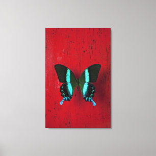 Schwarzer und blauer Schmetterling auf roter Wand Leinwanddruck