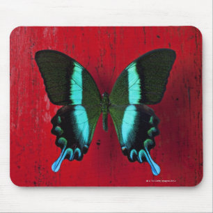 Schwarzer und blauer Schmetterling auf roter Wand Mousepad