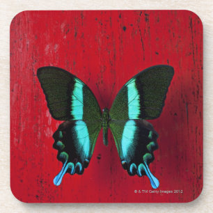 Schwarzer und blauer Schmetterling auf roter Wand Untersetzer