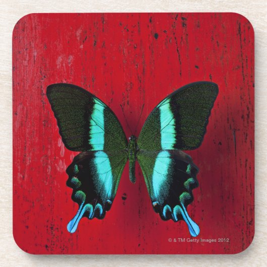 Schwarzer und blauer Schmetterling auf roter Wand Untersetzer (Vorderseite)