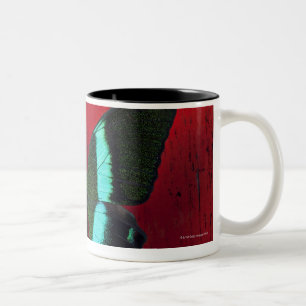 Schwarzer und blauer Schmetterling auf roter Wand Zweifarbige Tasse