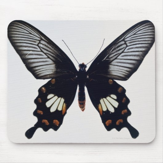 Schwarzer und brauner Schmetterling Mousepad (Vorne)
