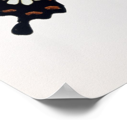 Schwarzer und brauner Schmetterling Poster (Ecke)