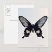 Schwarzer und brauner Schmetterling Postkarte (Vorne/Hinten)