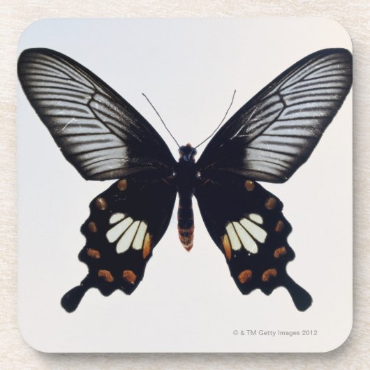 Schwarzer und brauner Schmetterling Untersetzer (Vorderseite)