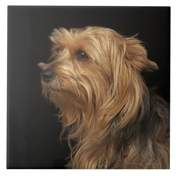 Hund Fliesen Zazzle.de