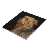 Schwarzer und brauner Yorkie verließ Profil auf Fliese (Seite)