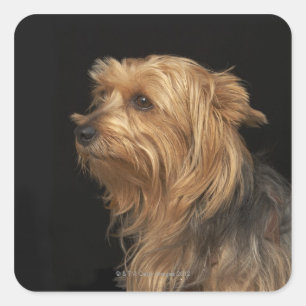 Schwarzer und brauner Yorkie verließ Profil auf Quadratischer Aufkleber