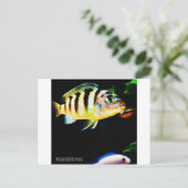 Schwarzer und gelber afrikanischer Kichlid Postkarte (Stehend Vorderseite)