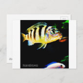 Schwarzer und gelber afrikanischer Kichlid Postkarte (Vorne/Hinten)
