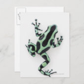 Schwarzer und grüner Gift-Dart-Frosch 2 Postkarte (Vorne/Hinten)