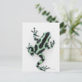 Schwarzer und grüner Gift-Dart-Frosch 2 Postkarte (Stehend Vorderseite)
