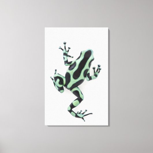 Schwarzer und grüner Gift-Dart-Frosch Leinwanddruck (Vorderseite)