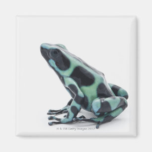 Schwarzer und grüner Gift-Dart-Frosch Magnet