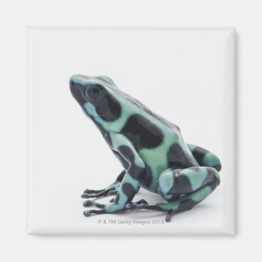 Schwarzer und grüner Gift-Dart-Frosch Magnet (Vorne)