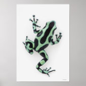 Schwarzer und grüner Gift-Dart-Frosch Poster (Vorne)