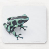 Schwarzer und grüner Giftdarmfrosch (Dendrobaten)