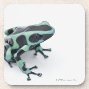 schwarzer und grüner Giftpfeilfrosch (dendrobates Getränkeuntersetzer