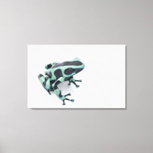 schwarzer und grüner Giftpfeilfrosch (dendrobates Leinwanddruck