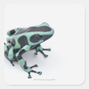 schwarzer und grüner Giftpfeilfrosch (dendrobates Quadratischer Aufkleber