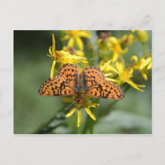 Schwarzer und orangefarbener Schmetterling auf gel Postkarte
