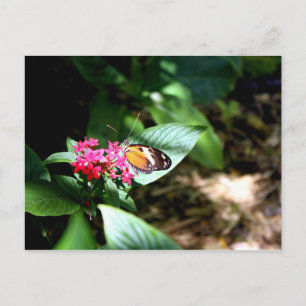 Schwarzer und orangefarbener Schmetterling Postkarte