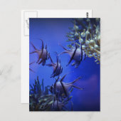 Schwarzer und weißer Angelfisch im tiefen Blauen M Postkarte (Vorne/Hinten)