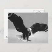 Schwarzer und weißer Balkenadler Postkarte (Vorne/Hinten)